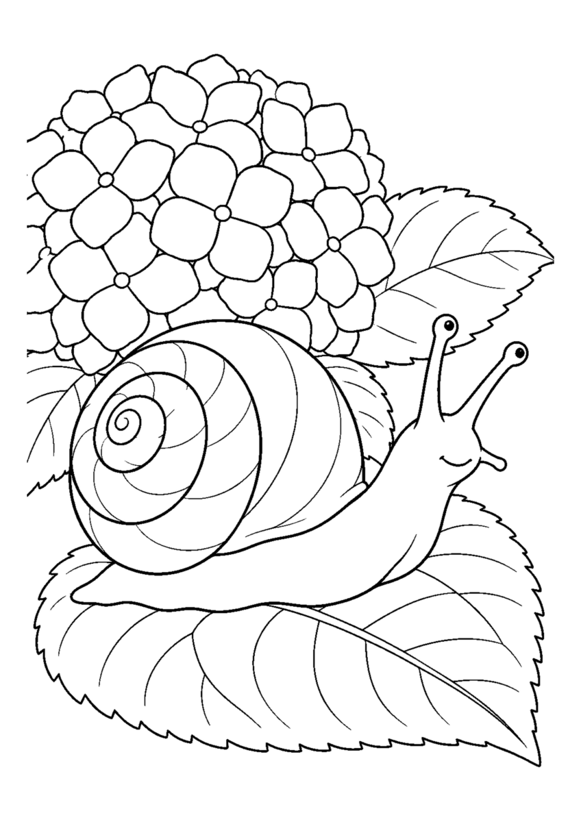 紫陽花の葉のかたつむりを大きく描いた高齢者向けの白黒塗り絵