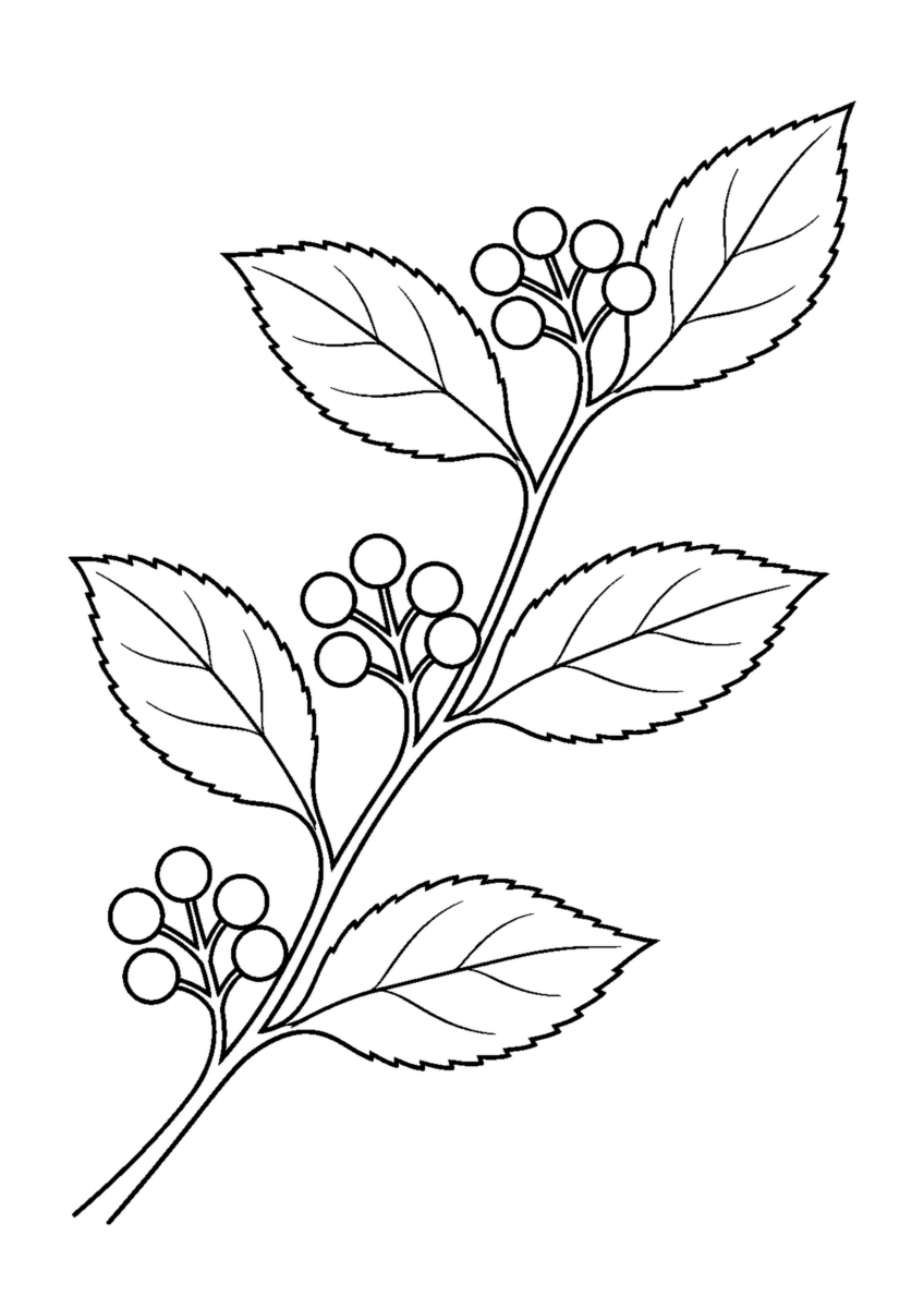 斜めに伸びる枝に三つの丸い実の房と五枚の葉がつくムラサキシキブの白黒塗り絵