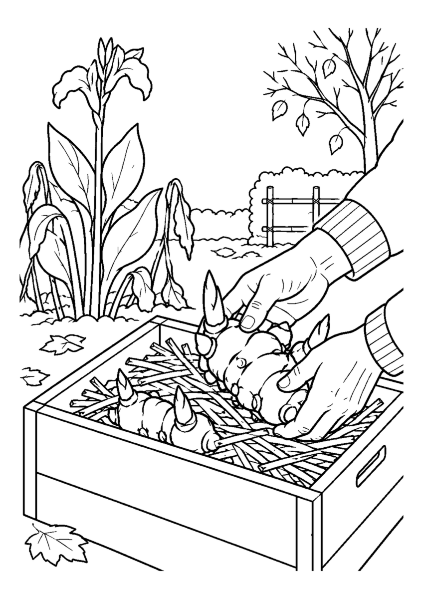 太く節のある根茎を乾いた詰め物の箱へ収める手元。白黒の高齢者向け塗り絵