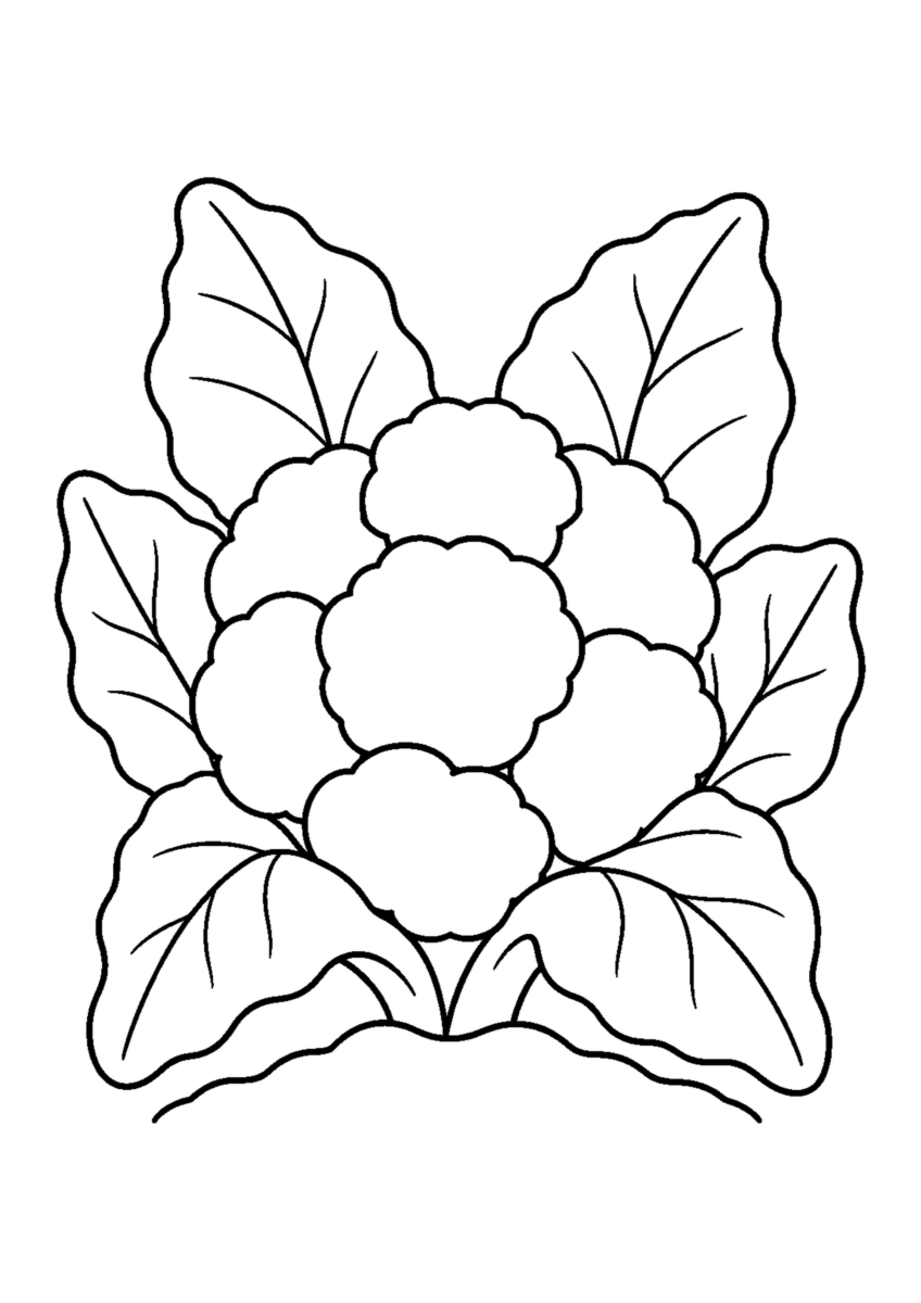 中央の丸い花蕾と、それを囲んで開く六枚の大きな外葉、低い土の畝を描いたカリフラワーの白黒塗り絵