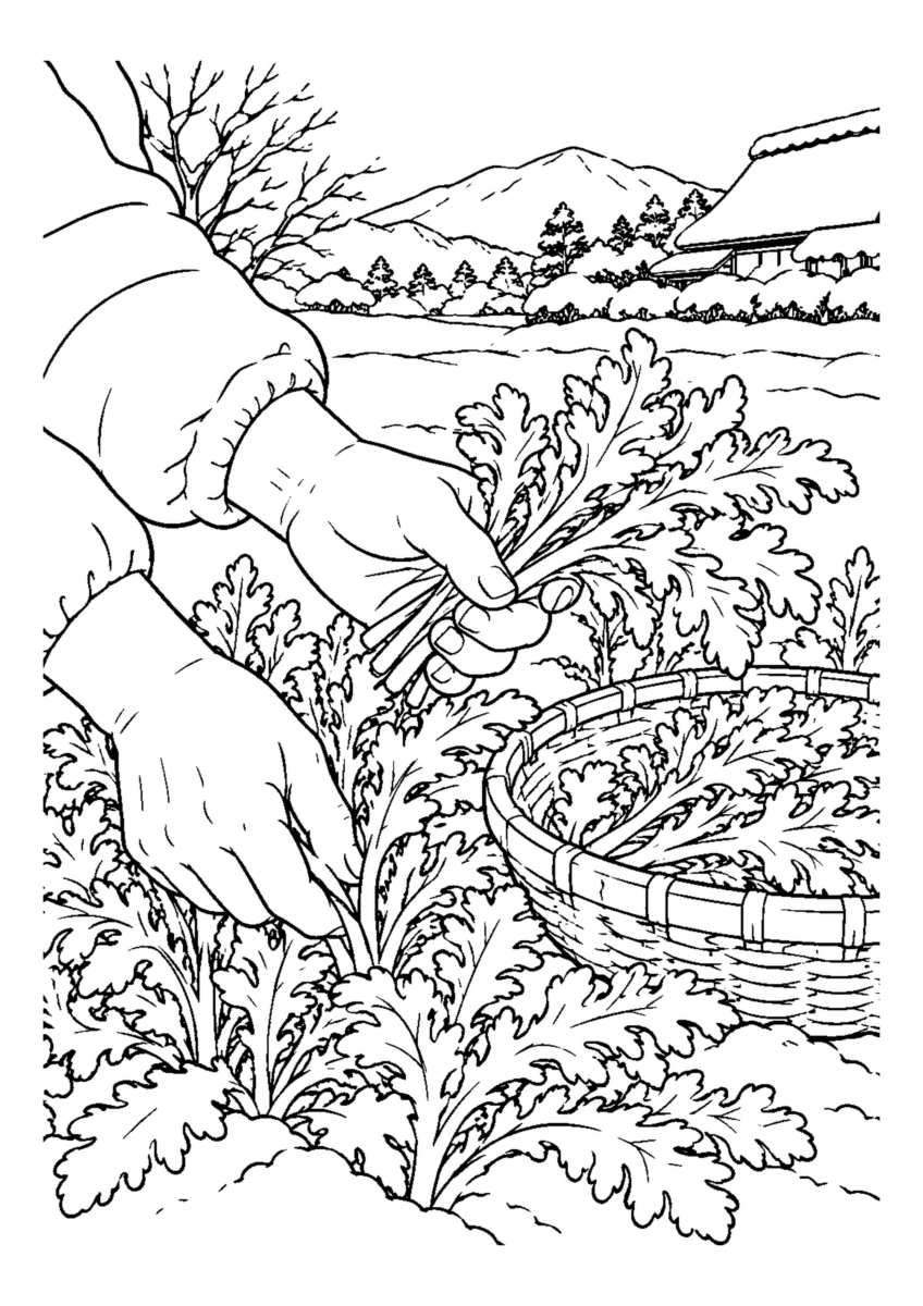 畑の春菊を茎から摘み小籠へ入れる手元。白黒の高齢者向け塗り絵