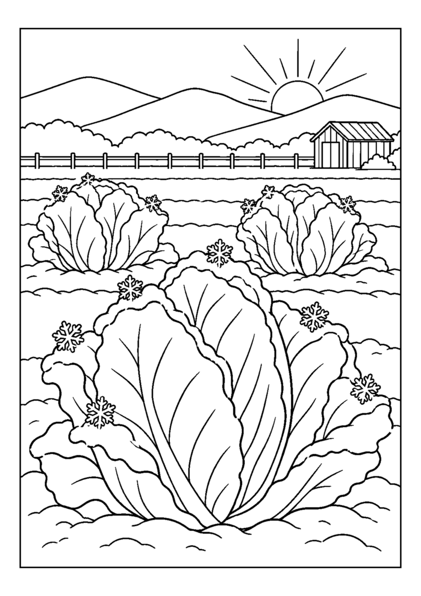 白菜に降りた初霜を大きく描いた高齢者向けの白黒塗り絵