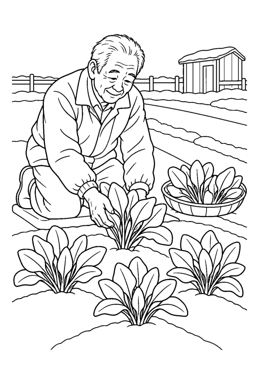 ほうれん草を摘む冬畑を大きく描いた高齢者向けの白黒塗り絵