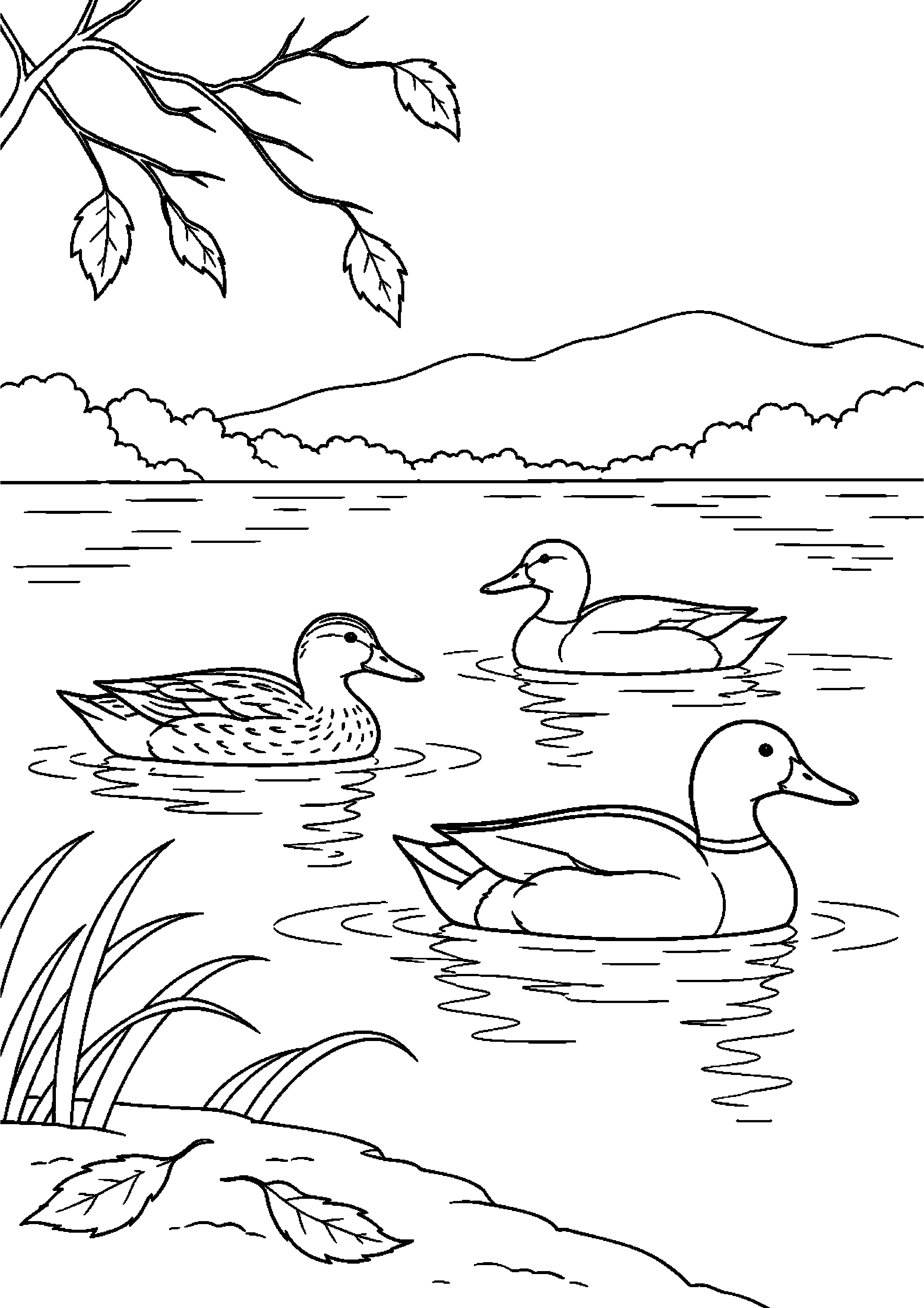 【11月】カモの群れが浮かぶ池の塗り絵