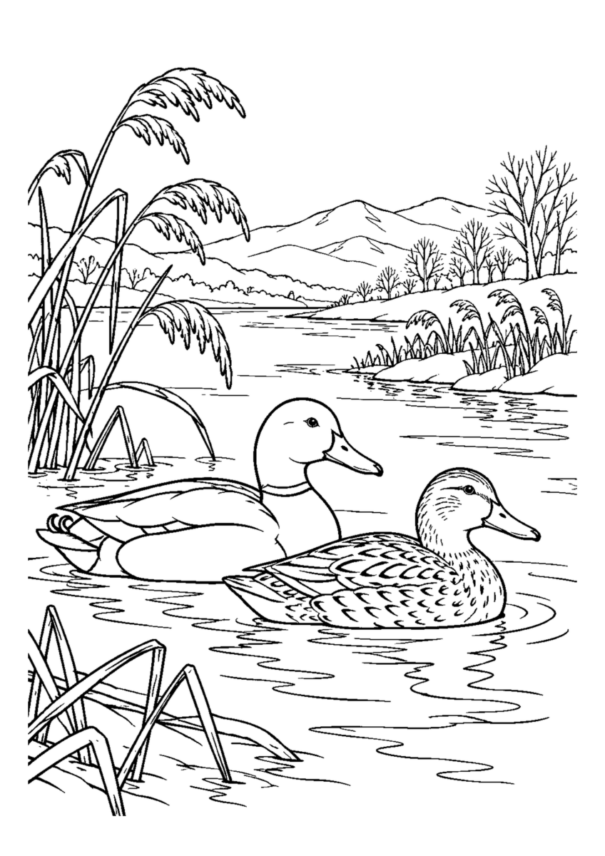 冬の川にマガモのつがいと枯れ葦。白黒の高齢者向け塗り絵