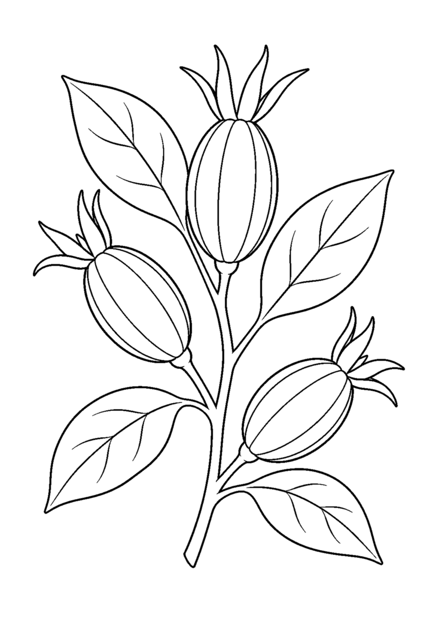 縦の筋と先端の萼がある三つのクチナシの実と四枚の葉を描いた白黒塗り絵