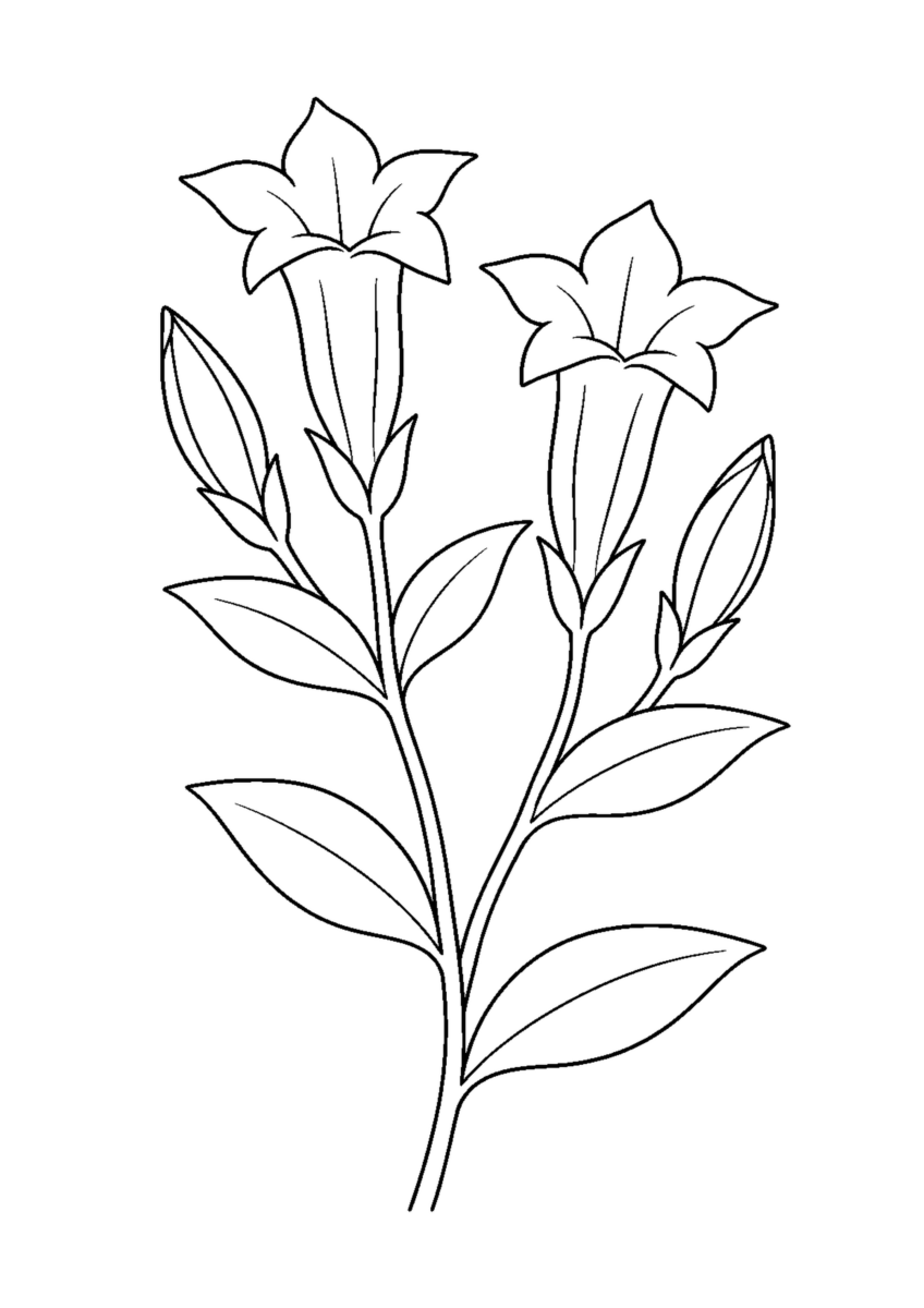 開いた二輪の筒形の花と二つの細長いつぼみ、葉を描いたリンドウの白黒塗り絵