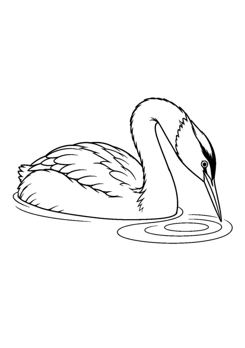 細長い首の冬羽の鳥１羽が水へ頭を下げる直前、波紋を少数描く。白黒の高齢者向け塗り絵