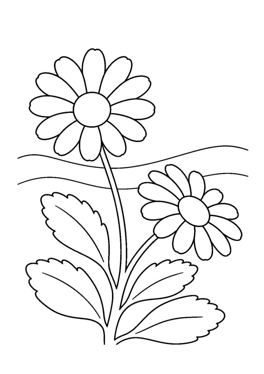 二輪の大きな花と四枚の厚い葉、背景の二本の波線を描いたハマギクの白黒塗り絵