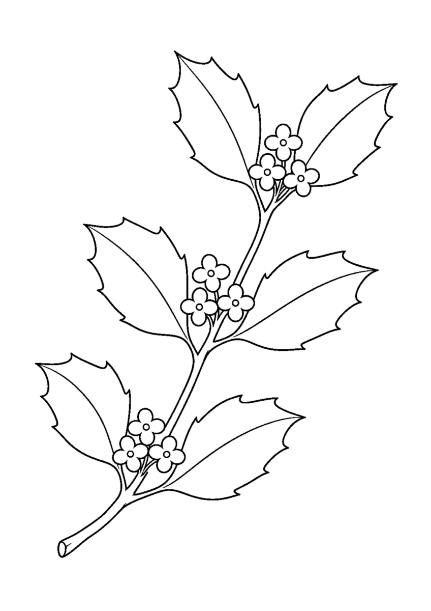 六枚のとがった葉と三か所の白い小花を描いたヒイラギの枝の白黒塗り絵