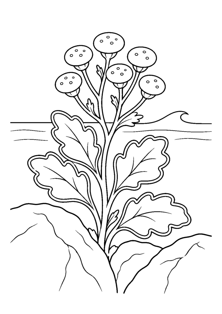 海辺の岩の間に咲く六つの丸い花と白い縁取りの葉を描いたイソギクの白黒塗り絵