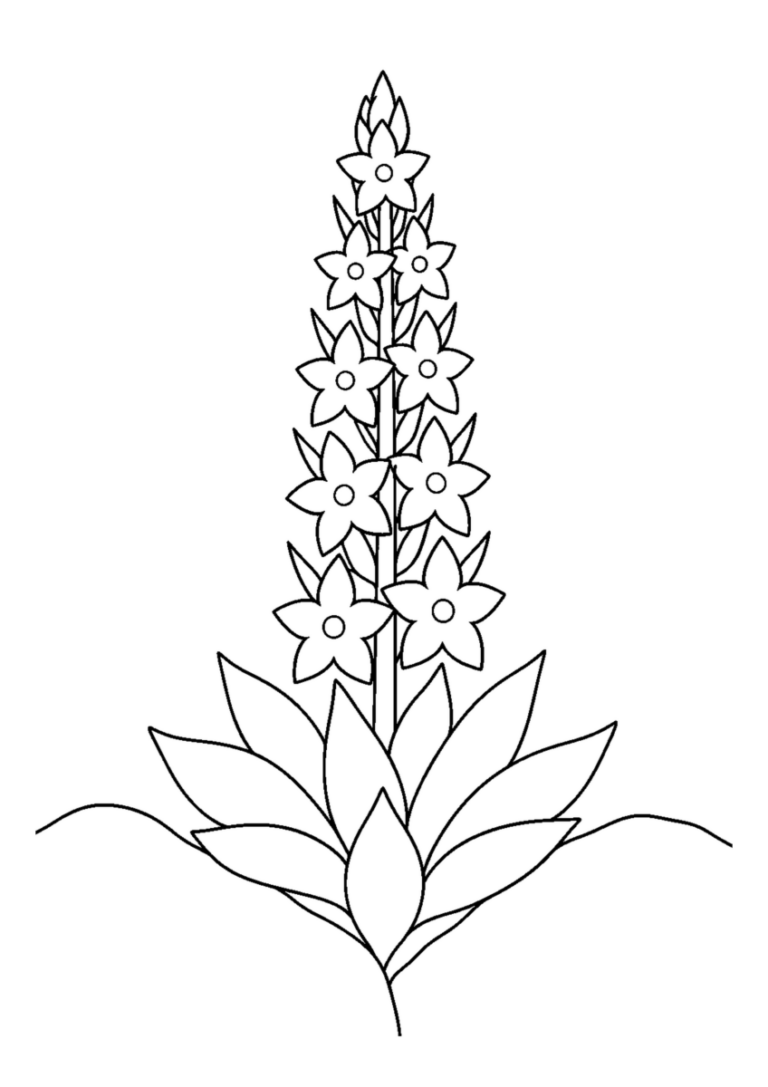 二つの石の間に重なる厚い葉と九つの星形の花を描いたツメレンゲの白黒塗り絵
