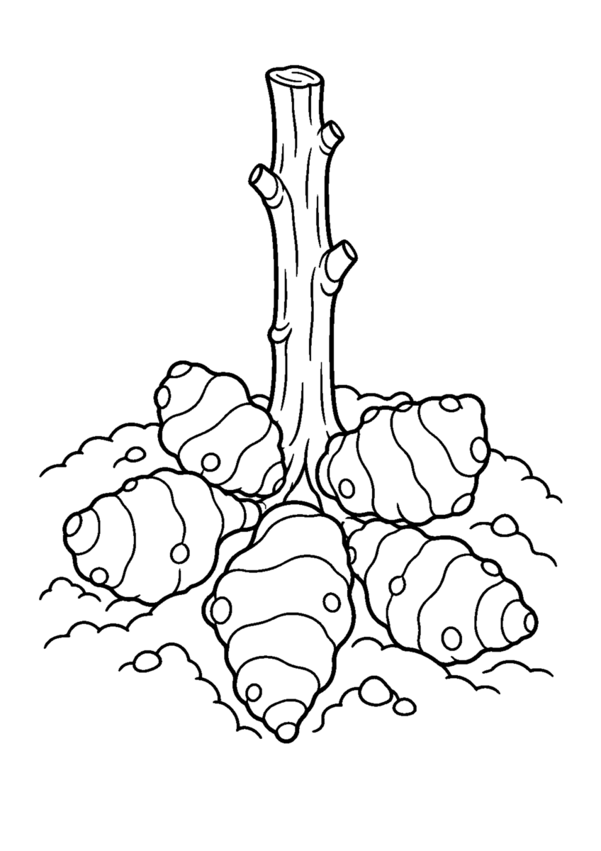 枯れた太い茎の根元から掘り出した節のある塊茎を大きく描く。白黒の高齢者向け塗り絵