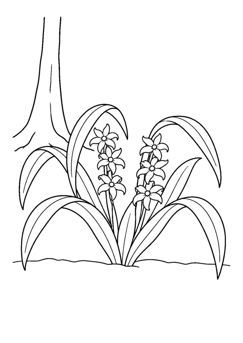 木の根元に弓なりの葉と二本の花穂、六つの花を描いたキチジョウソウの白黒塗り絵