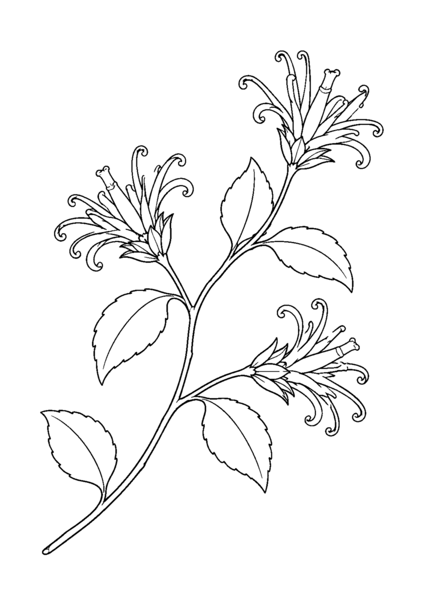 三つの刷毛状の花と五枚の葉を付けたコウヤボウキの枝を大きく描いた白黒塗り絵