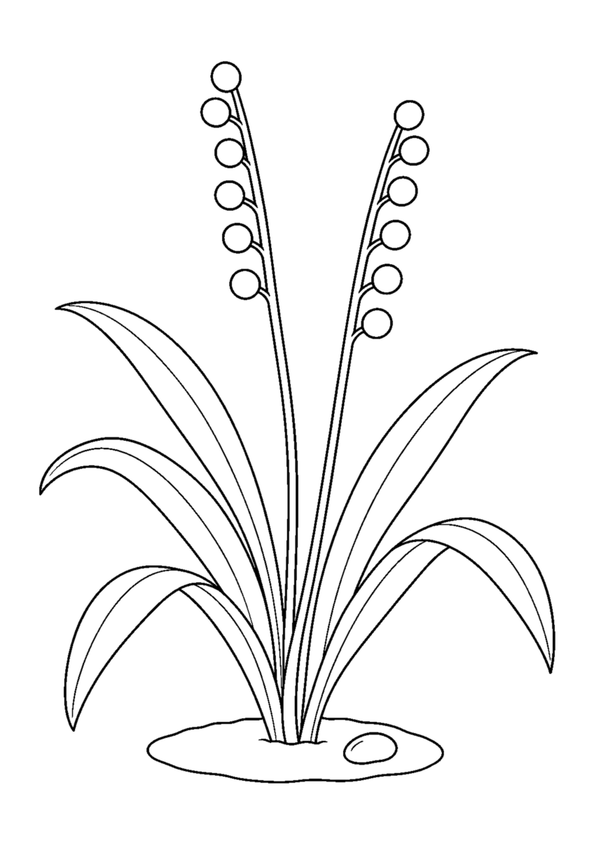 二本の茎に並ぶ丸い種子と長い葉、小石を描いたヤブランの白黒塗り絵