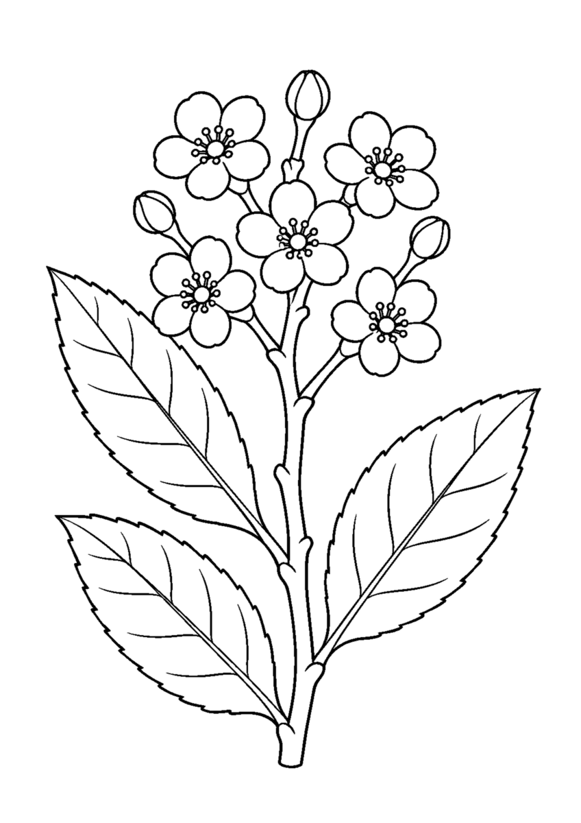 三枚の長い葉、五輪の花と三つのつぼみを描いたビワの花房の白黒塗り絵