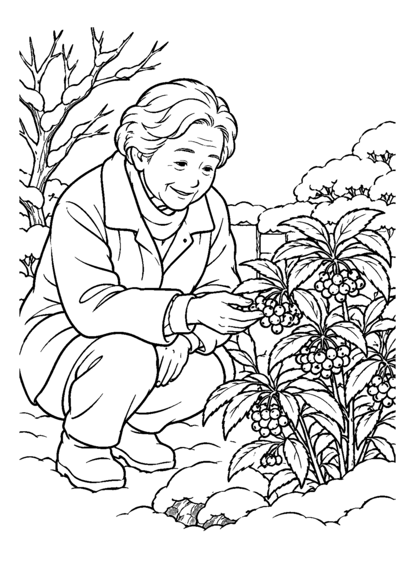 低い庭木の万両に赤い実が房で付き、しゃがんで眺める高齢者1人。白黒の高齢者向け塗り絵