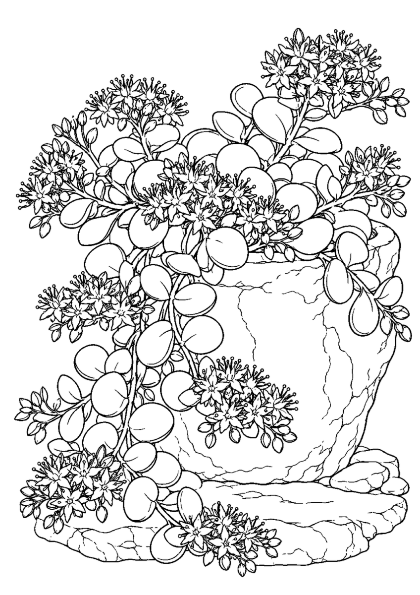 ミセバヤの花を10月の場面として描いた高齢者向けの白黒線画塗り絵