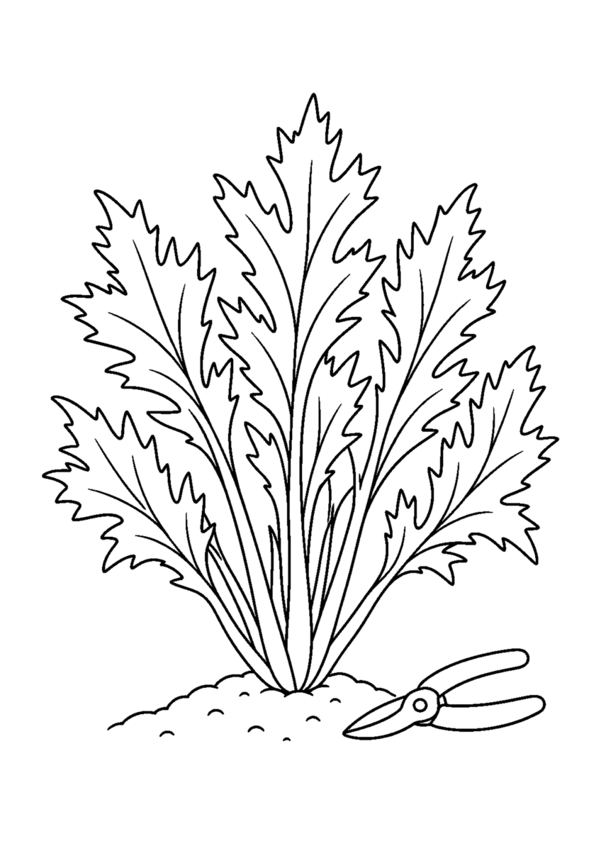 土から扇状に広がる水菜の株と横に置いた閉じた収穫ばさみの白黒塗り絵