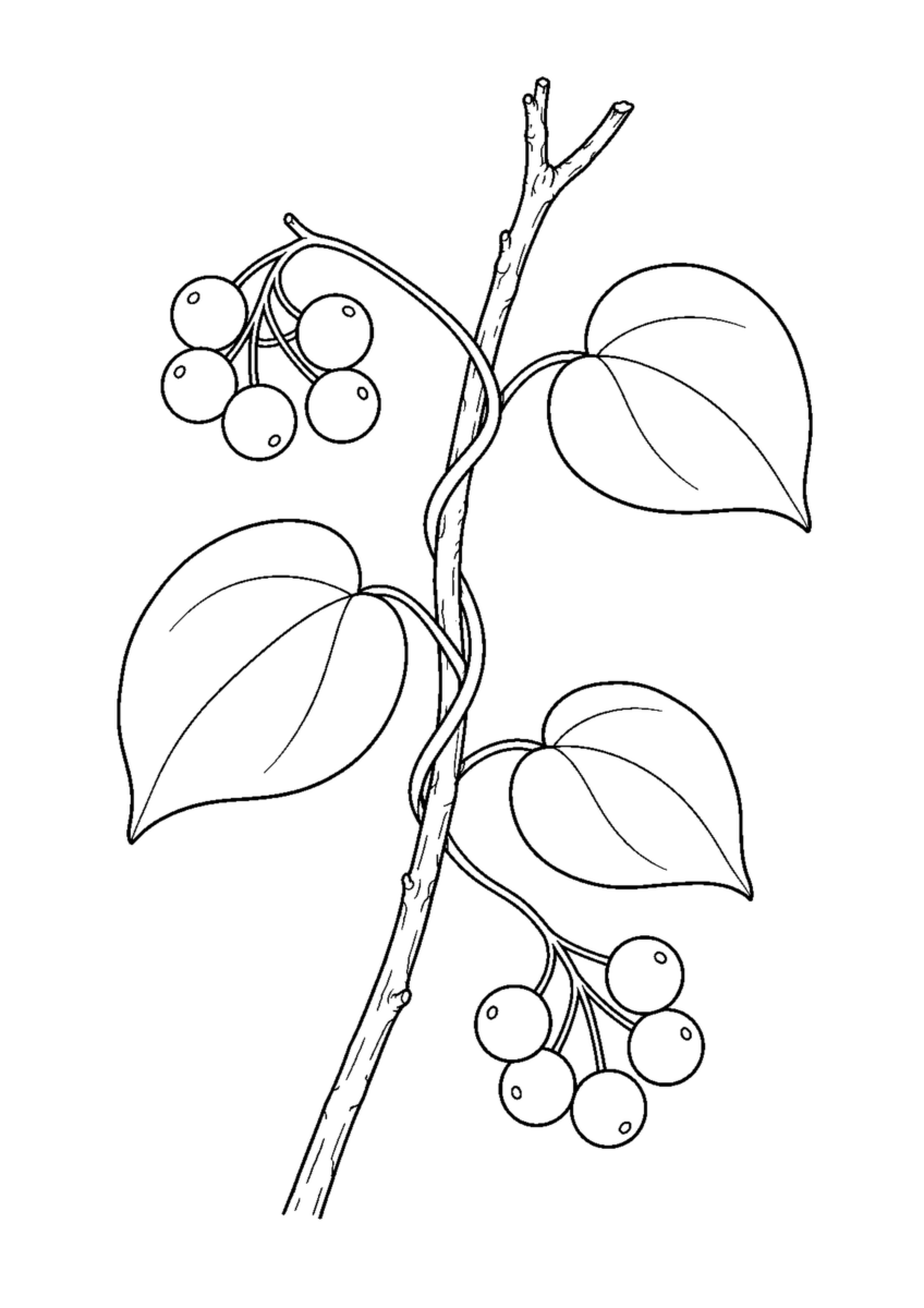 細い枝に巻くつると二房の丸い実、三枚の丸みのある葉を描いたアオツヅラフジの白黒塗り絵