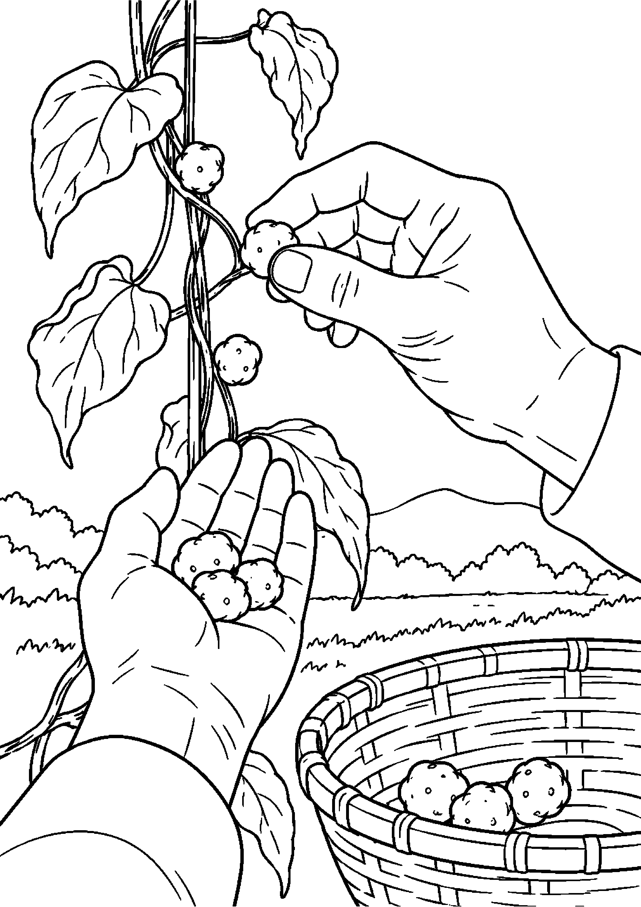 黄ばんだ山芋のつるからむかごを集める高齢者向けの白黒塗り絵