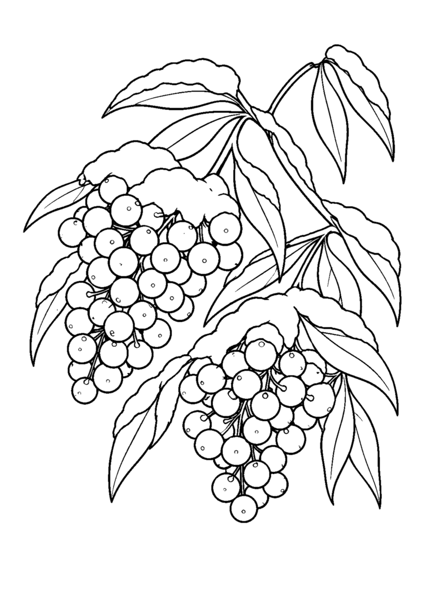 雪をのせた南天の実房2つと細い葉を大きく描く。白黒の高齢者向け塗り絵