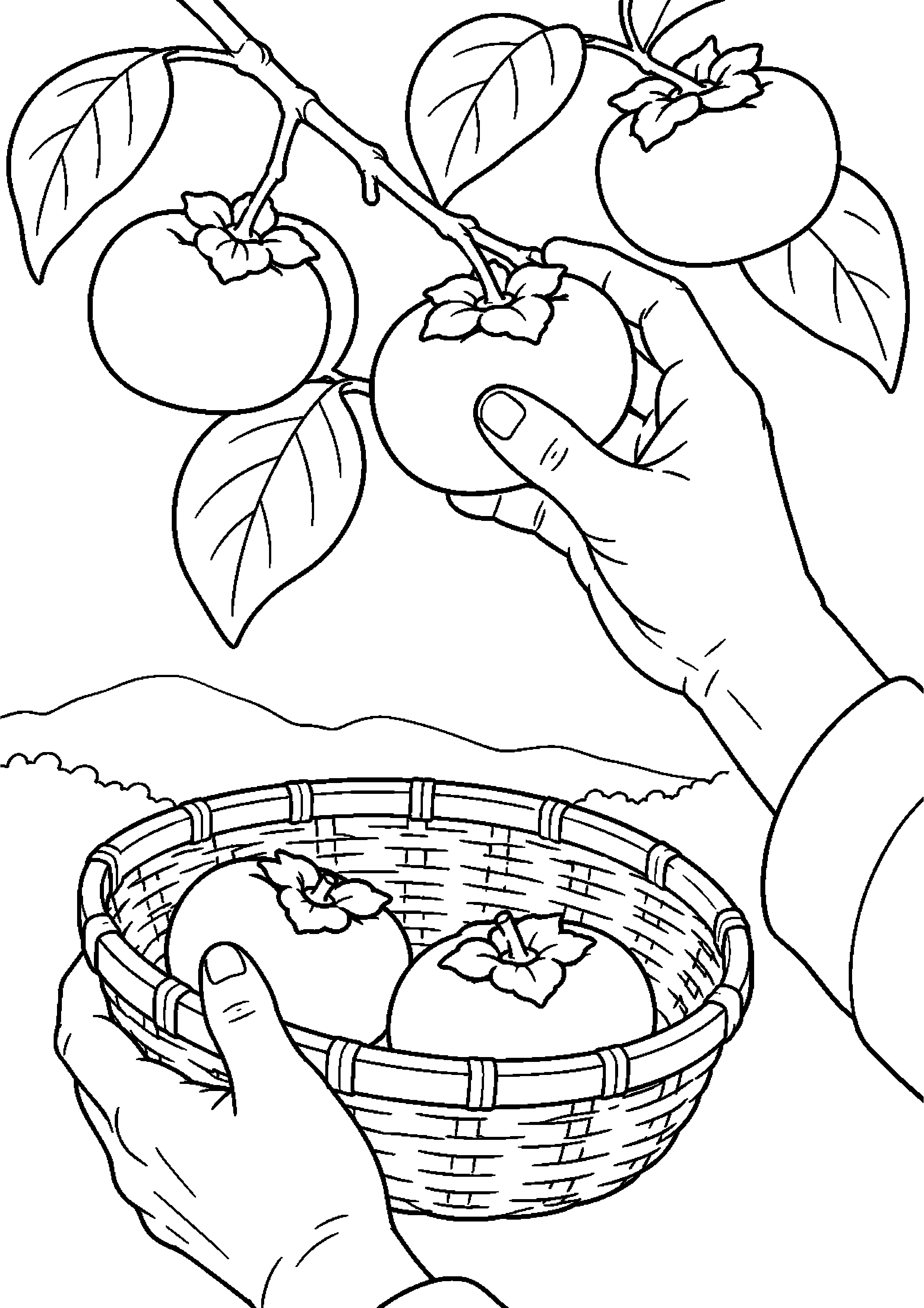 枝から柿を採り竹かごへ入れる手元と果樹高齢者向けの白黒塗り絵