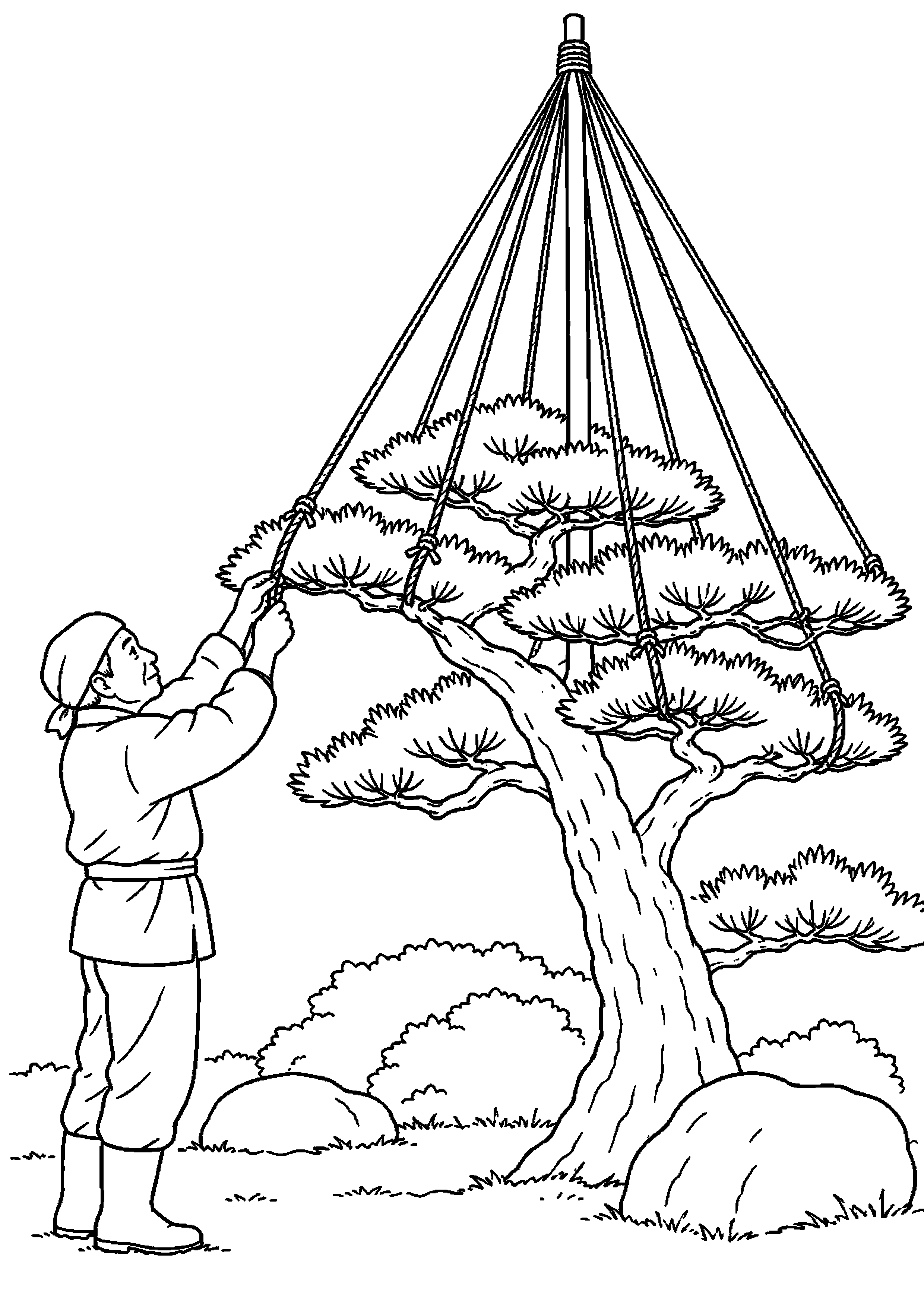【１１月】松の雪吊りの塗り絵