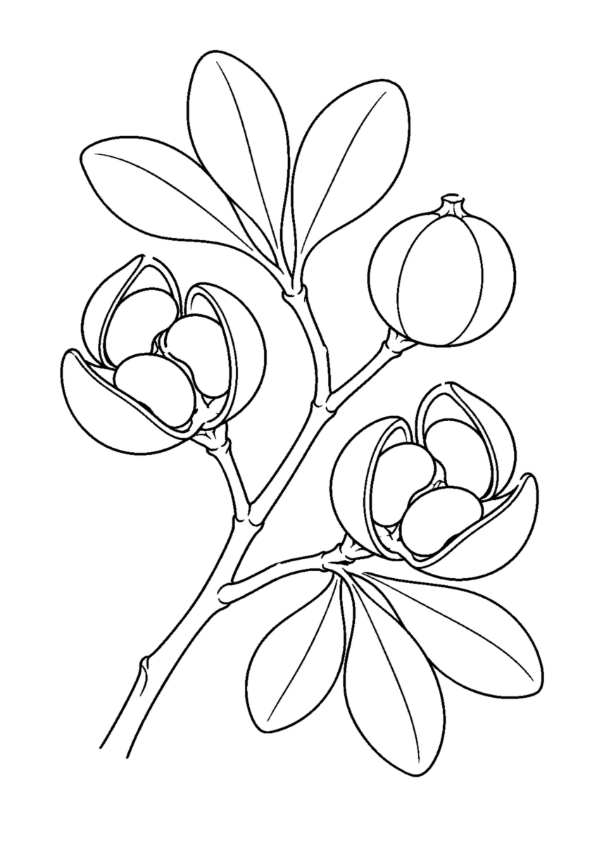 開いた実二つと閉じた実一つ、六枚の広い葉をつけたトベラの枝の白黒塗り絵