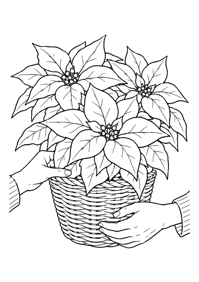 大きな苞のポインセチアを籐かごへ入れて飾る。人物は手元だけ。白黒の高齢者向け塗り絵