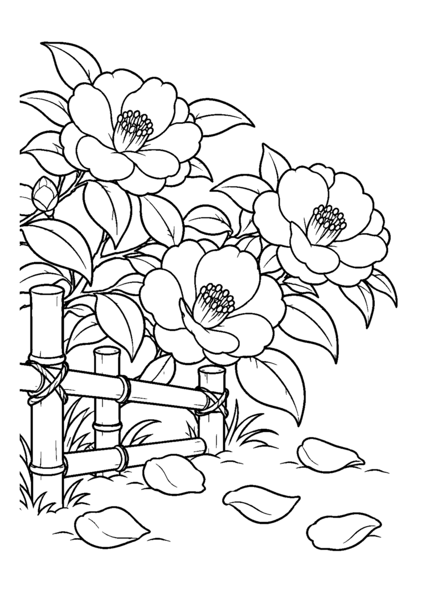 垣根に咲く山茶花3輪と散った花びら。低い竹垣を添える。白黒の高齢者向け塗り絵