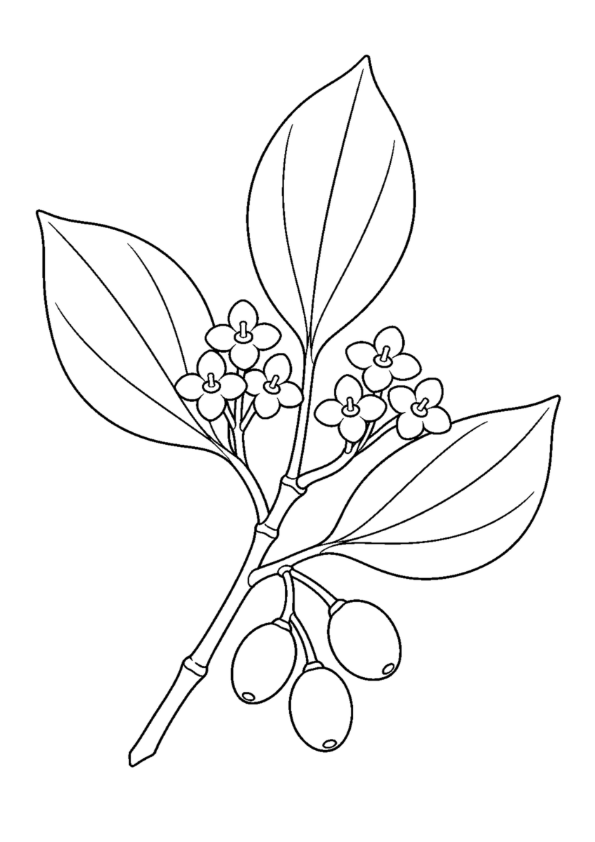 三枚の葉と二か所の小花、三つの楕円形の実を描いたシロダモの白黒塗り絵