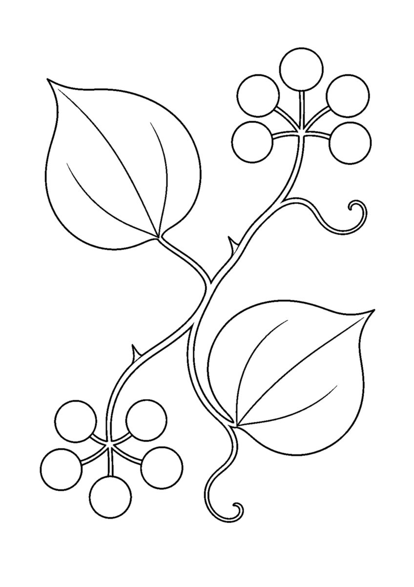 二つの実の房、二枚の丸みのある葉、曲がるつるを描いたサンキライの白黒塗り絵