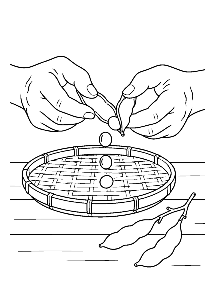 乾燥した枝のさやを手で開き、丸い豆をざるに分ける卓上作業。白黒の高齢者向け塗り絵