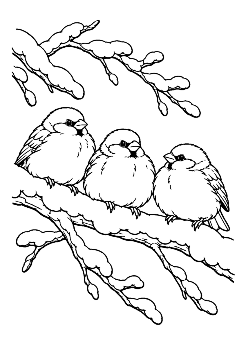 雪の枝にふくらんだすずめ3羽。白黒の高齢者向け塗り絵