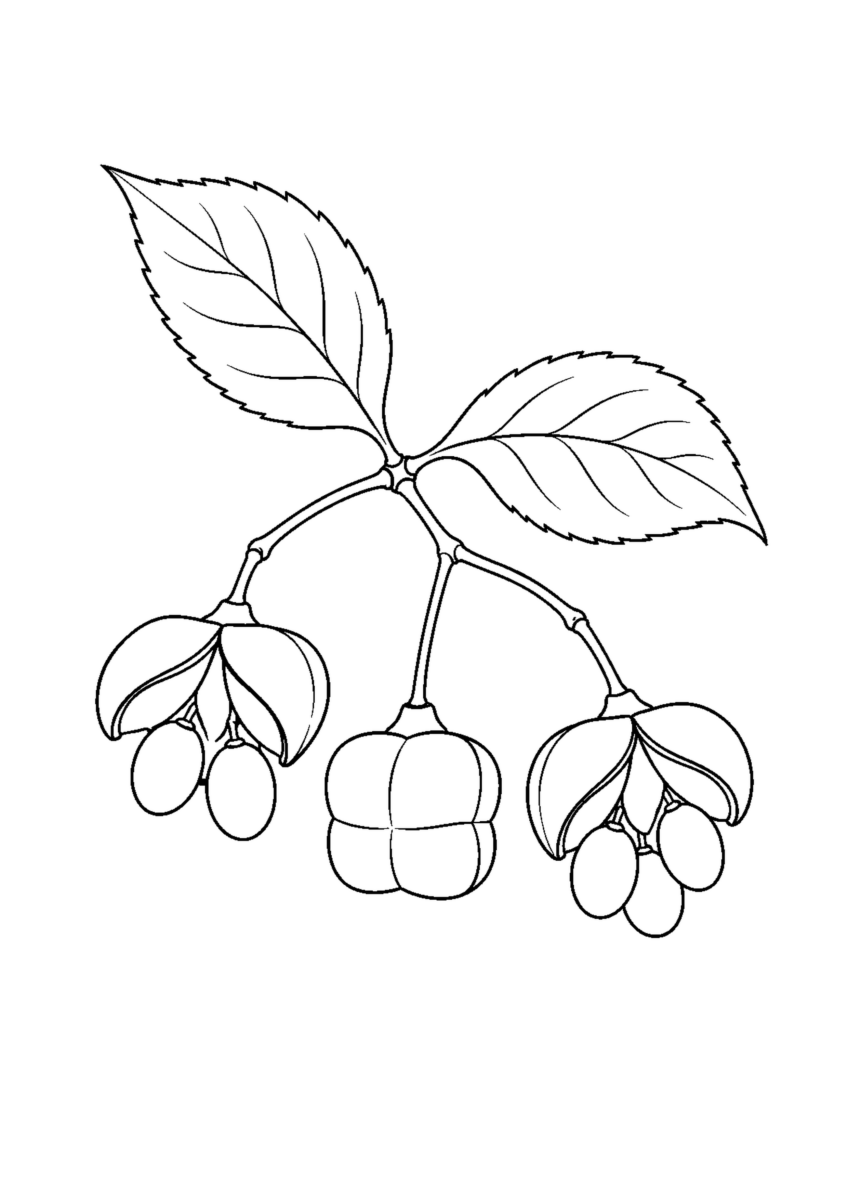 マユミの二つの割れた実と一つの閉じた実、二枚の葉を拡大して描いた白黒塗り絵