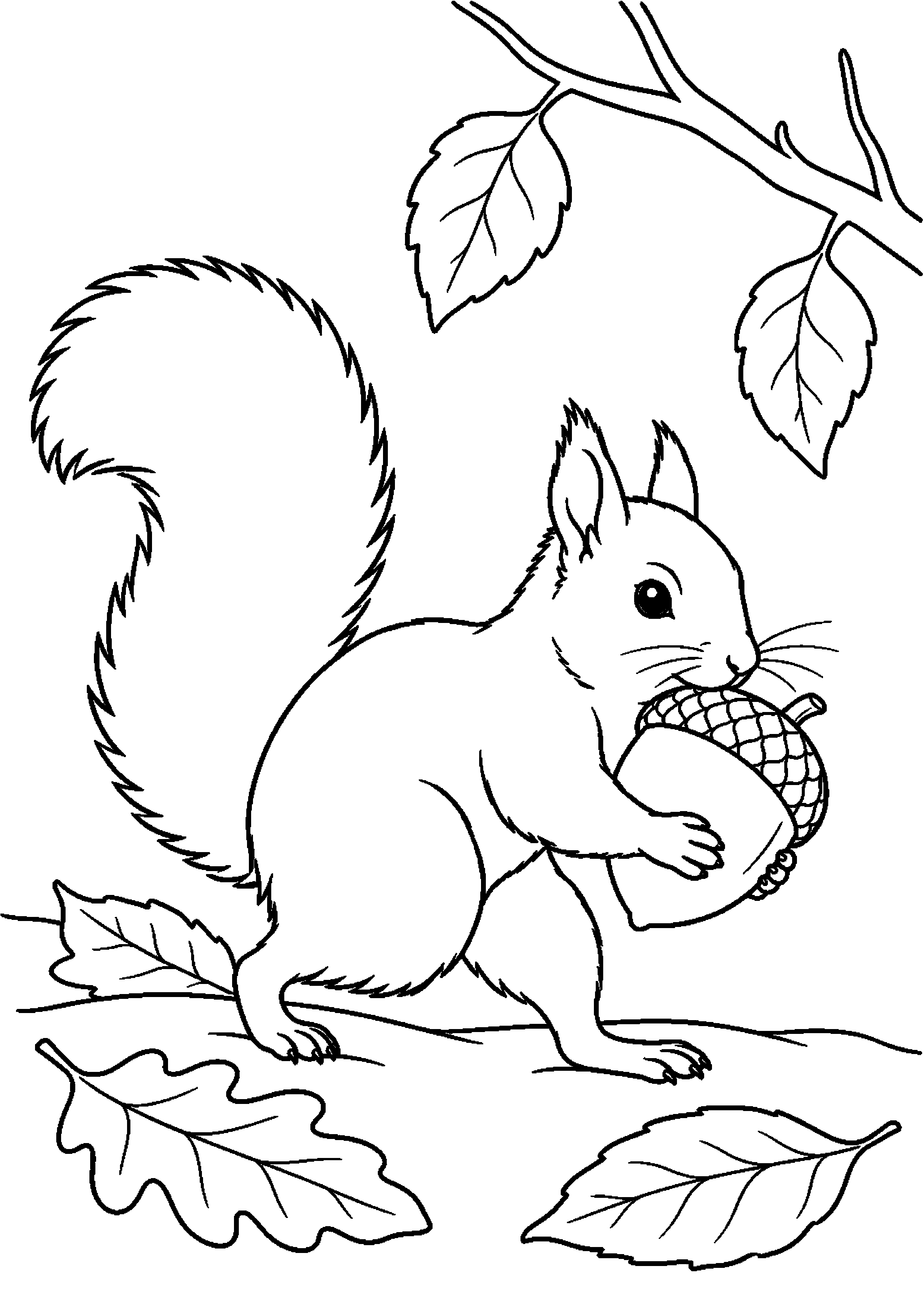 【11月】どんぐりを運ぶリスの塗り絵