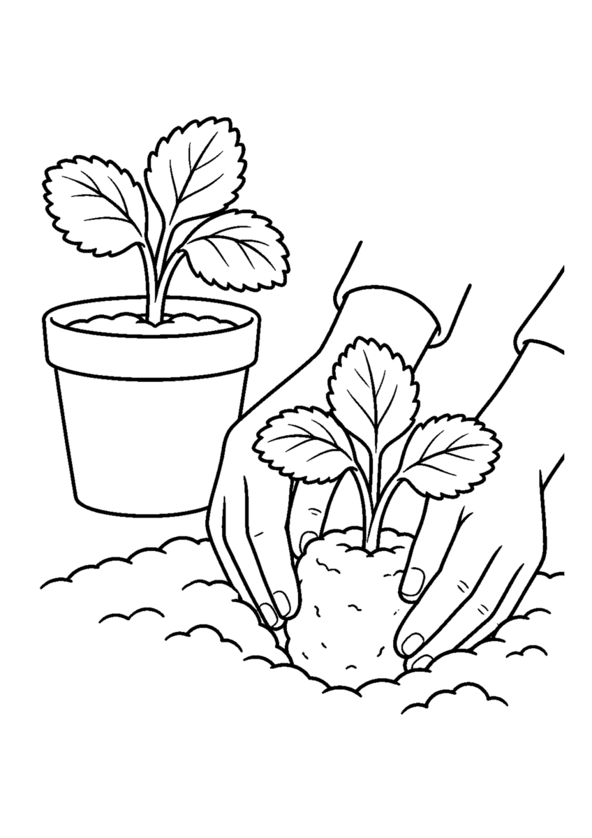 三出葉の苗を植えた鉢と植え付け中の苗、実や花は描かない。白黒の高齢者向け塗り絵