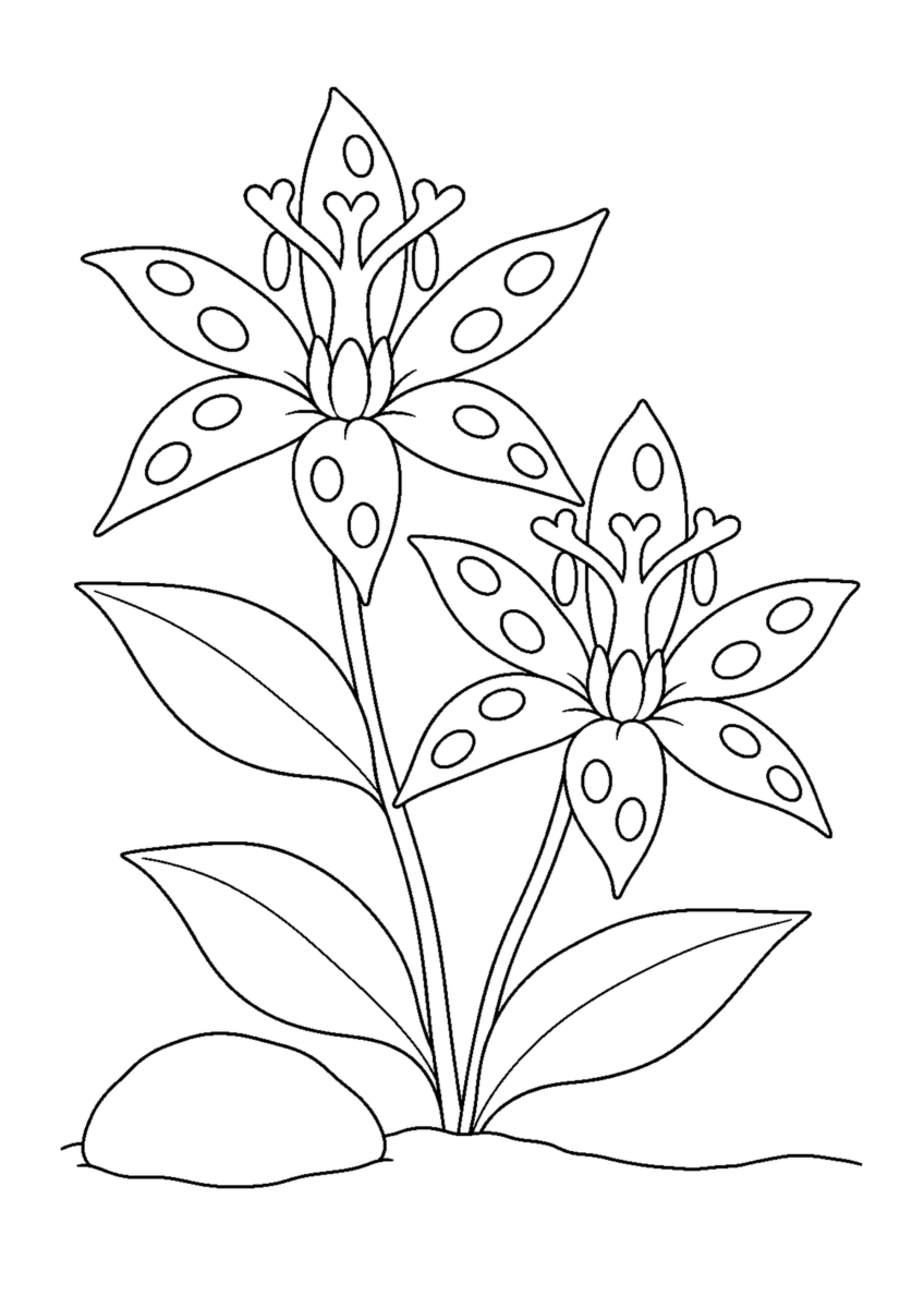 二輪のホトトギスの花に大きな輪の斑点を描き三枚の葉と石を添えた白黒塗り絵