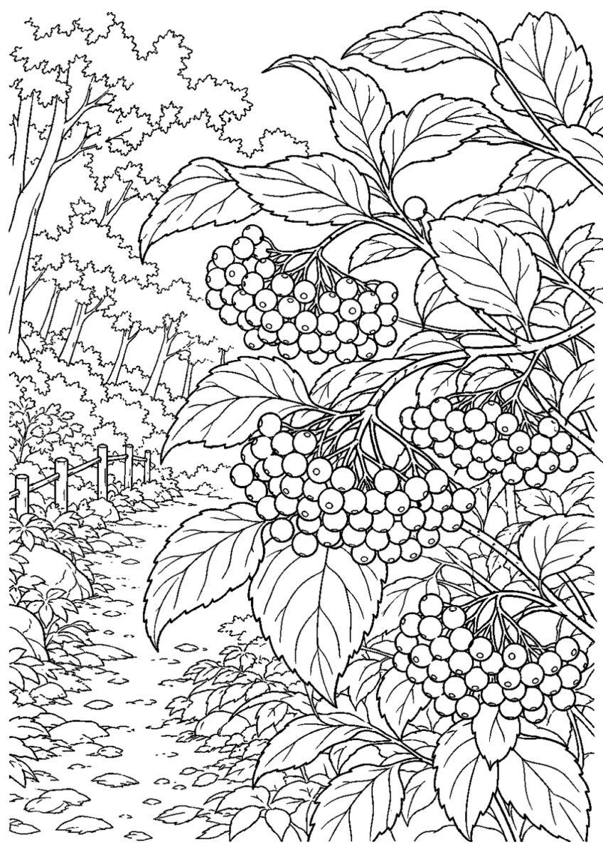 ガマズミの赤い実を10月の場面として描いた高齢者向けの白黒線画塗り絵