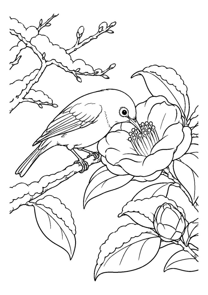 山茶花1輪の蜜を吸うメジロ1羽。白黒の高齢者向け塗り絵