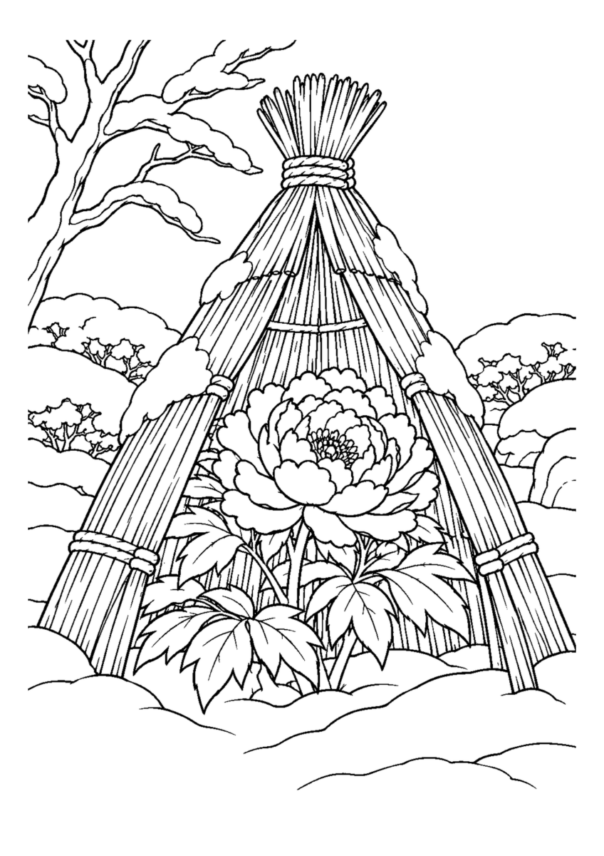 咲いた牡丹1輪を円すい形のわら囲いが守る庭。白黒の高齢者向け塗り絵