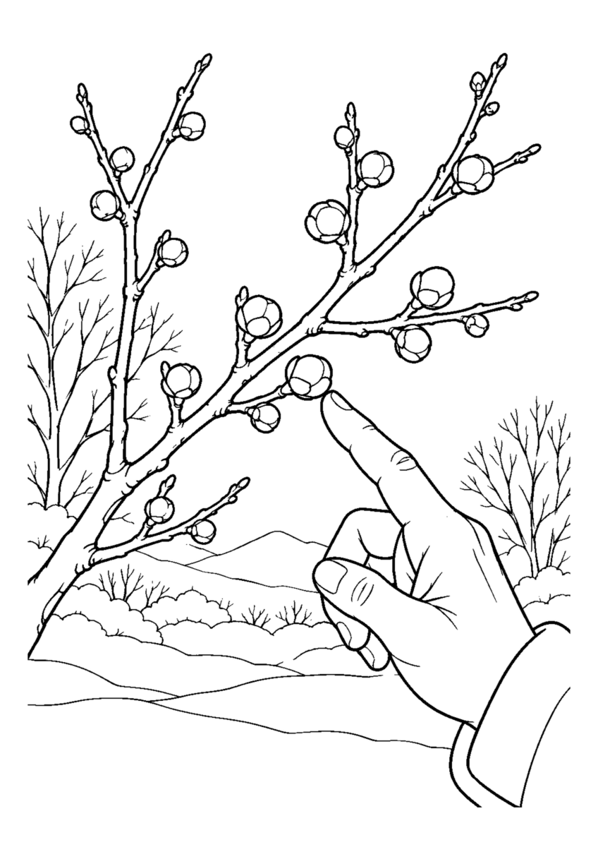 裸枝についた丸い蝋梅のつぼみを指さす手元。白黒の高齢者向け塗り絵