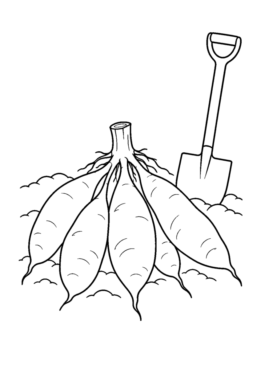 短く切った茎の根元に集まる細長い塊根と、土に差したスコップ。白黒の高齢者向け塗り絵