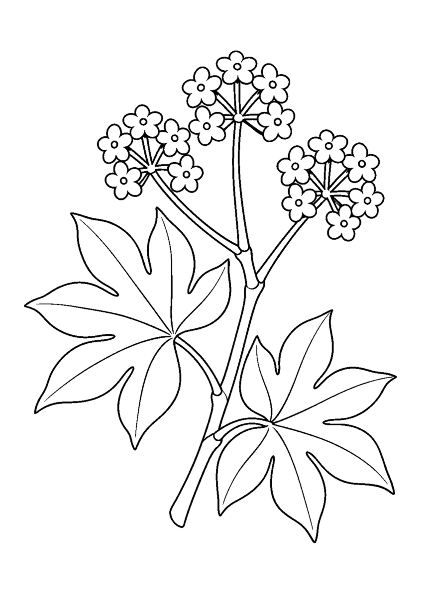 二枚の手のひら形の大きな葉と三つの花のまとまりを描いたヤツデの白黒塗り絵