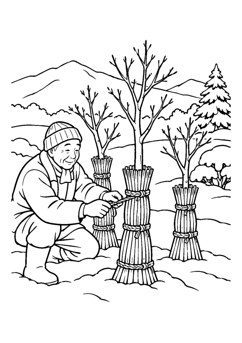 若木3本をわらと縄でやさしく囲う庭仕事。白黒の高齢者向け塗り絵