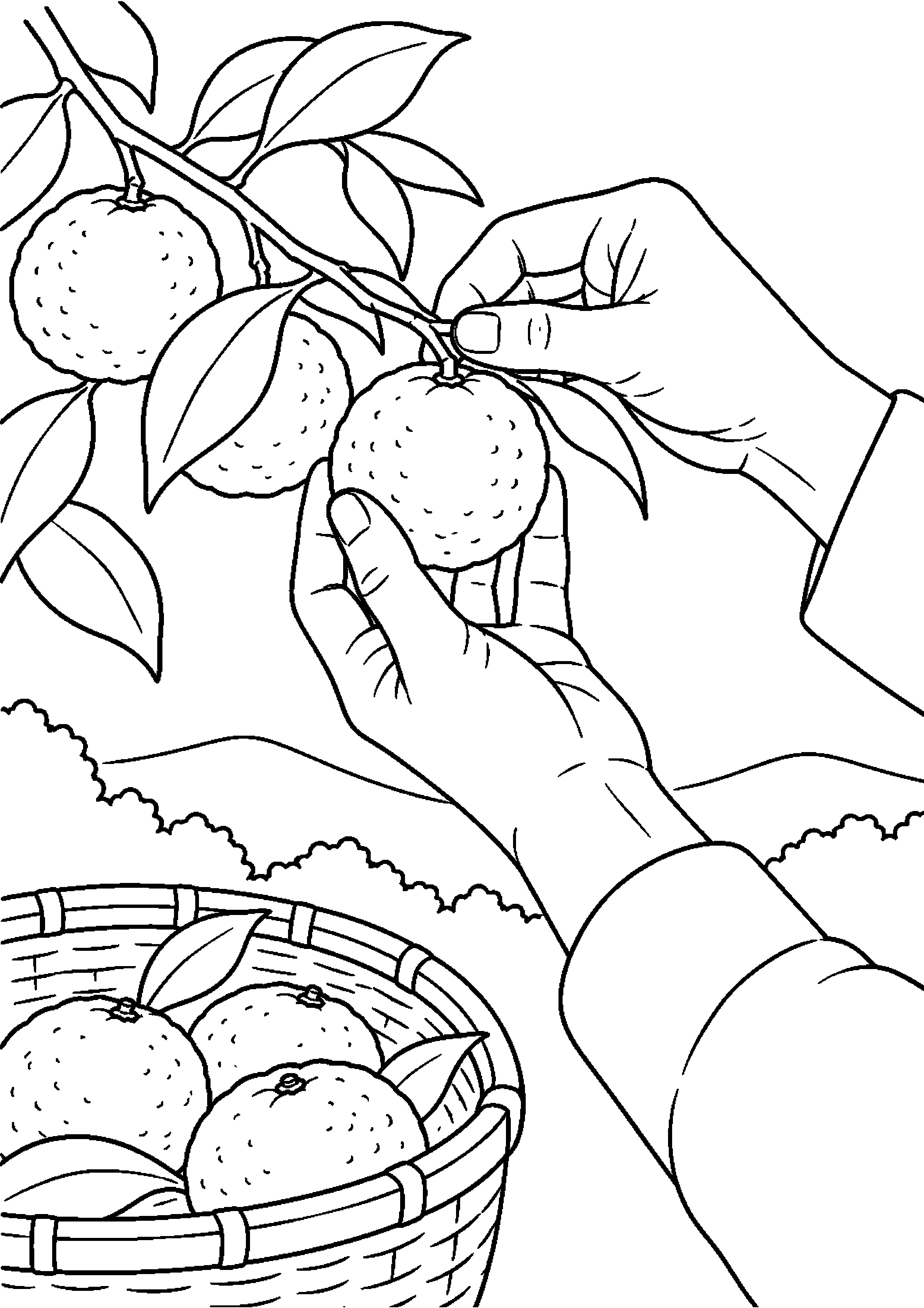 黄色く熟したゆずを枝から摘む手元高齢者向けの白黒塗り絵